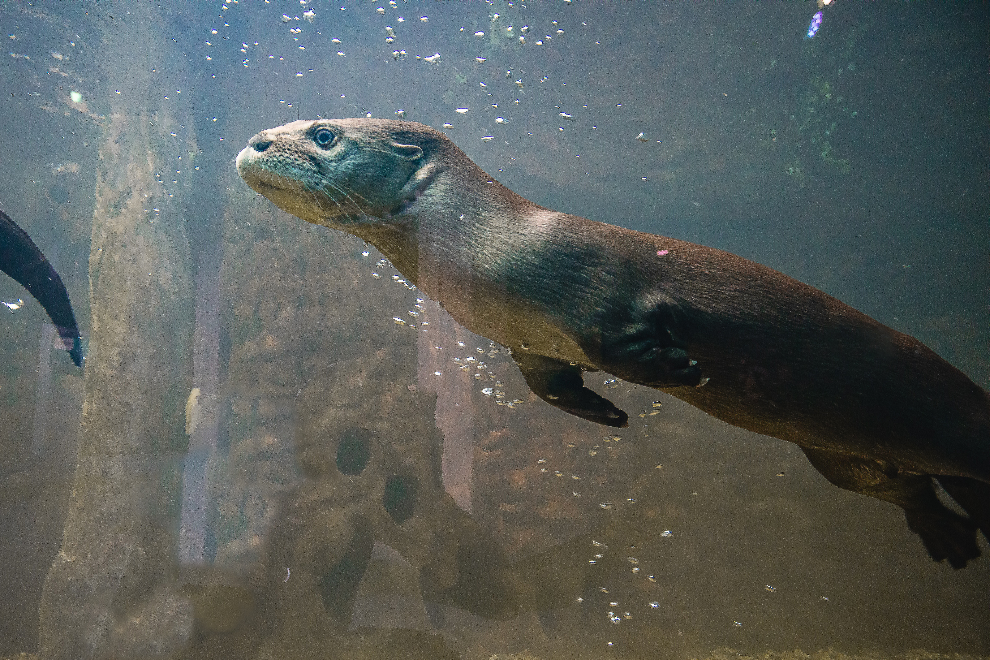 Lontra fotografada no Oceanic Aquarium, em imagem oficial do atrativo