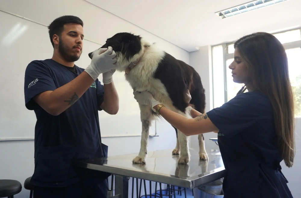 Clínica Veterinária - Universidade Atitus
